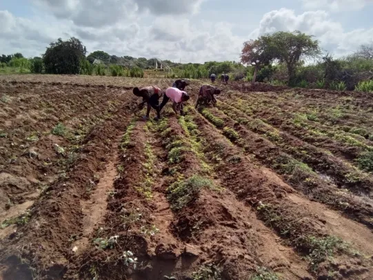 Frauen bauen Gemüse an in Afrika