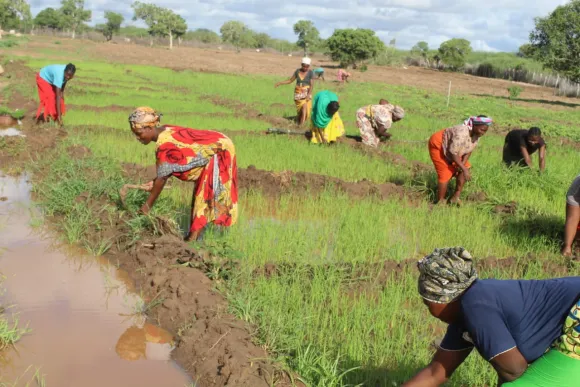 Frauen bauen Reis an, Wasser für Afrika