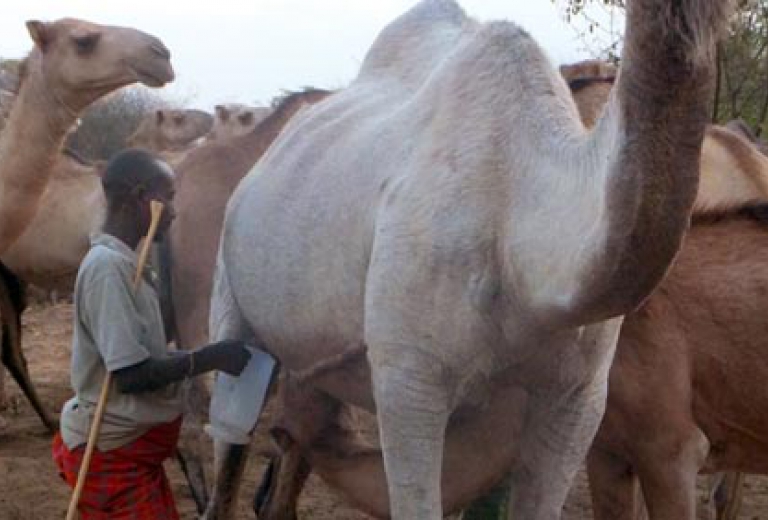 Kamele für Familien in Afrika