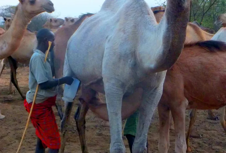Kamele für Familien in Afrika