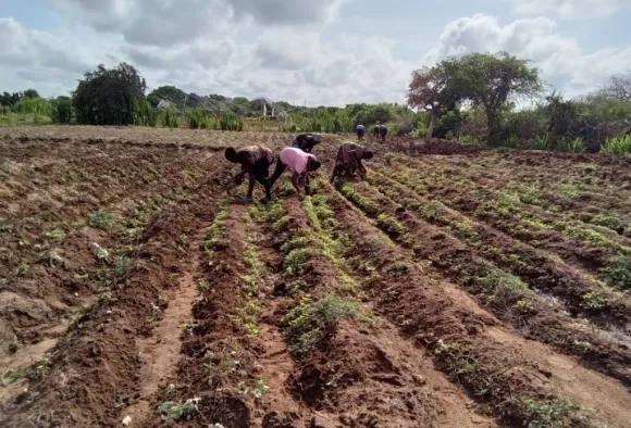 Frauen bauen Gemüse an in Afrika