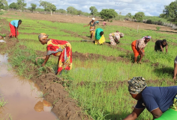 Frauen bauen Reis an, Wasser für Afrika